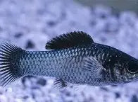 Electric Blue Molly ~ Poecilia Sphenops
