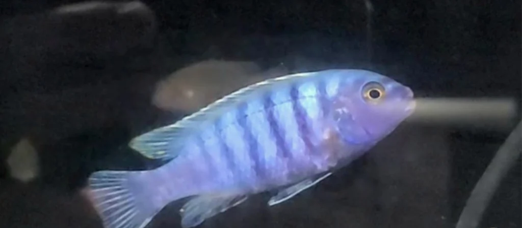 Metriaclima Zebra Masinje
