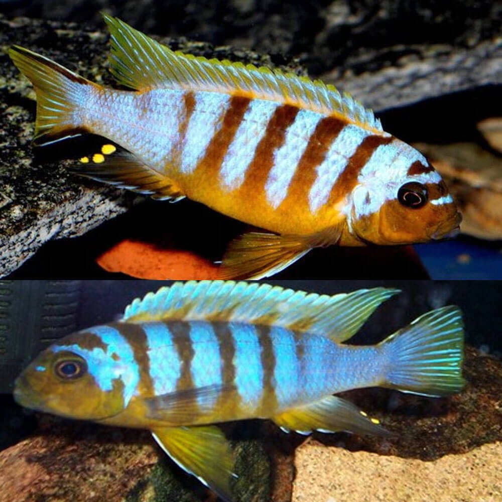 Metriaclima Gold Kawanga