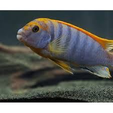 Metriaclima Gold Kawanga