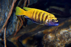 Metriaclima Gold Kawanga