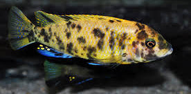 Metriaclima Gold Kawanga