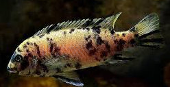 Metriaclima Gold Kawanga