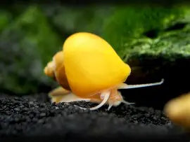 Gold Mystery Snails ~ Pomacea bridgesii