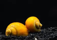 Gold Mystery Snails ~ Pomacea bridgesii