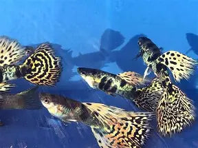 Yellow King tiger Cobra Guppy ~ Poecilia Reticulata (3 Male Trio)