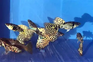 Yellow King tiger Cobra Guppy ~ Poecilia Reticulata (3 Male Trio)