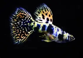 Yellow King tiger Cobra Guppy ~ Poecilia Reticulata (3 Male Trio)