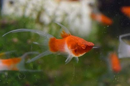 Kohaku Lyretail ~ Xiphophorus hellerii