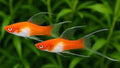 Kohaku Lyretail ~ Xiphophorus hellerii