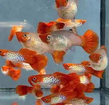 Albino Snakeskin Koi Guppy ~ Poecilia Reticulata (Trio 3 Males)