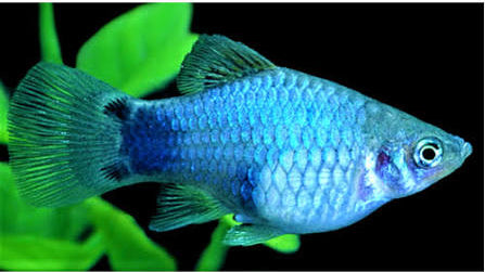 Neon Blue Mickey Mouse Platy ~ Xiphophorus Maculatus