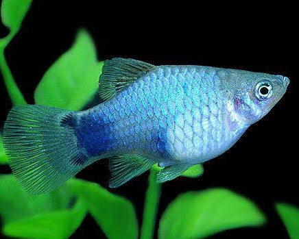 Neon Blue Mickey Mouse Platy ~ Xiphophorus Maculatus