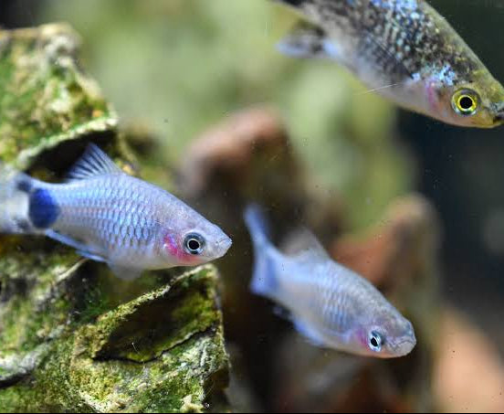 Neon Blue Mickey Mouse Platy ~ Xiphophorus Maculatus