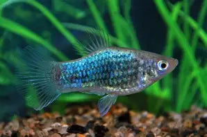 Neon Blue Wagtail Platy ~ Xiphophorus Maculatus