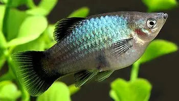 Neon Blue Wagtail Platy ~ Xiphophorus Maculatus