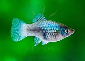 Neon Blue Wagtail Platy ~ Xiphophorus Maculatus