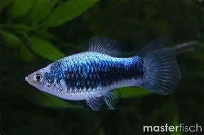 Neon Blue Wagtail Platy ~ Xiphophorus Maculatus