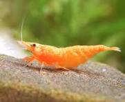 Orange Fire Shrimp ~ Neocardina (6 pack)