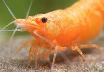 Orange Fire Shrimp ~ Neocardina (6 pack)