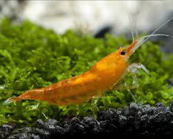 Orange Fire Shrimp ~ Neocardina (6 pack)