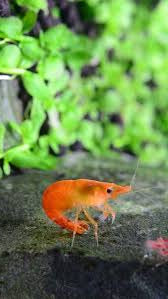 Orange Fire Shrimp ~ Neocardina (6 pack)