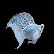 Platinum Veiltail Sailfin Balloon Molly ~ Poecilia Latipinna