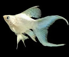 Platinum Veiltail Sailfin Balloon Molly ~ Poecilia Latipinna