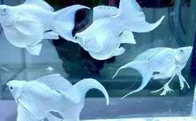 Platinum Veiltail Sailfin Balloon Molly ~ Poecilia Latipinna