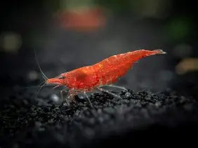 Red Fire Shrimp ~ Neocardina (6 Pack)