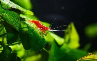 Red Fire Shrimp ~ Neocardina (6 Pack)