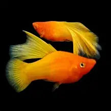 Sunrise Highfin platy ~ Xiphophorus maculatus