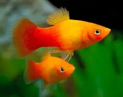 Sunrise Highfin platy ~ Xiphophorus maculatus
