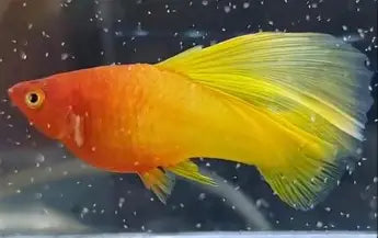 Sunrise Highfin platy ~ Xiphophorus maculatus