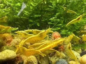 Yellow Fire Shrimp ~ Neocardina (Pack 6)