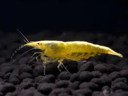 Yellow Fire Shrimp ~ Neocardina (Pack 6)