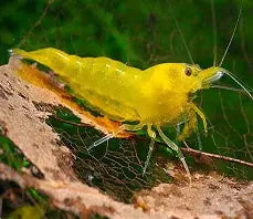 Yellow Fire Shrimp ~ Neocardina (Pack 6)
