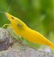 Yellow Fire Shrimp ~ Neocardina (Pack 6)