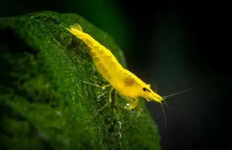 Yellow Fire Shrimp ~ Neocardina (Pack 6)